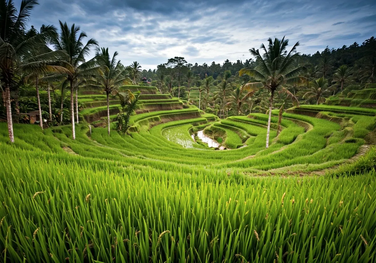 ইন্দোনেশিয়া